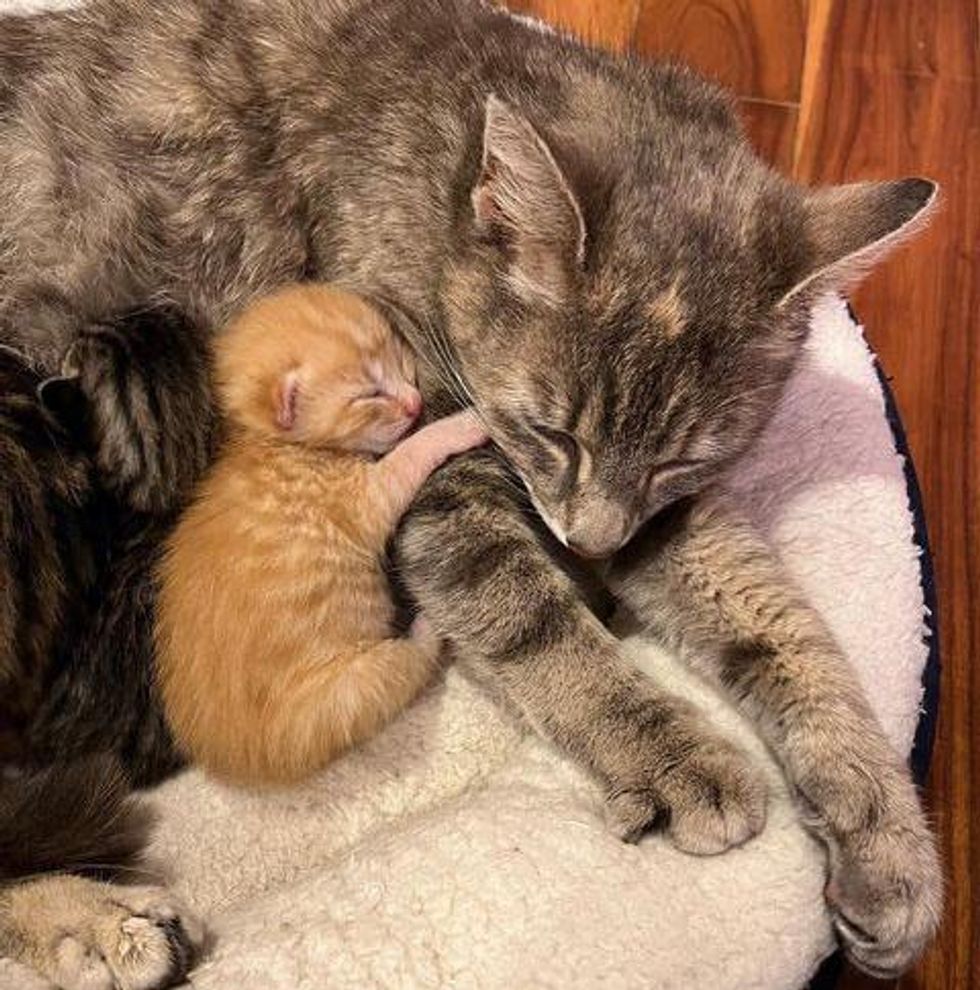 ครอบครัวพบแม่แมวพาลูกเข้าไปหลบฝน นอนกกให้ความอุ่น  ปกป้องลูกอย่างดีที่สุดก่อนจะมีคนใจดีมาพบ - Smilesmine
